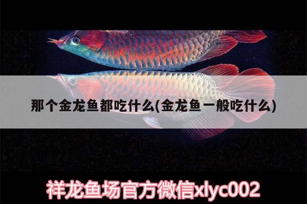 那個金龍魚都吃什么(金龍魚一般吃什么) 魚缸風(fēng)水