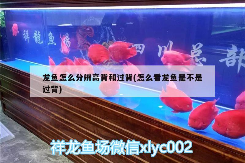 龍魚怎么分辨高背和過背(怎么看龍魚是不是過背) 申古三間魚