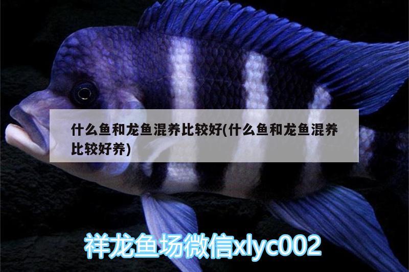 什么魚和龍魚混養(yǎng)比較好(什么魚和龍魚混養(yǎng)比較好養(yǎng))