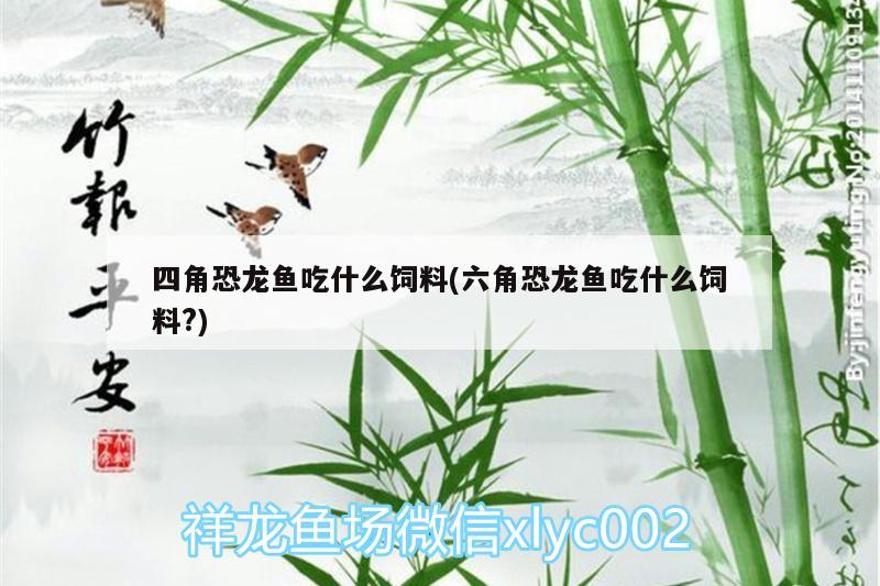 四角恐龍魚吃什么飼料(六角恐龍魚吃什么飼料?) 申古三間魚