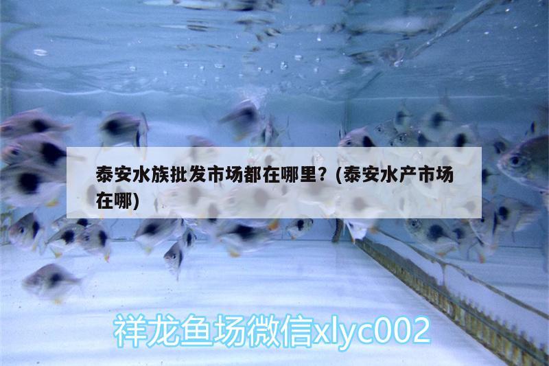 泰安水族批發(fā)市場都在哪里？(泰安水產(chǎn)市場在哪) 觀賞魚水族批發(fā)市場