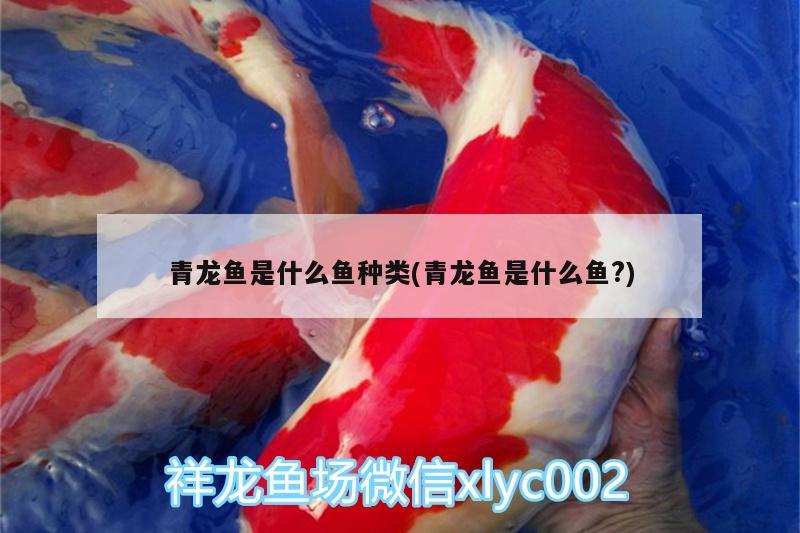 青龍魚是什么魚種類(青龍魚是什么魚?)