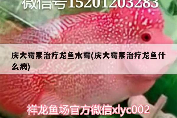 慶大霉素治療龍魚水霉(慶大霉素治療龍魚什么病)