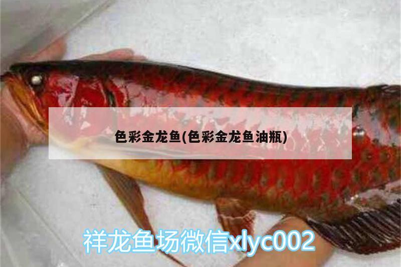 色彩金龍魚(色彩金龍魚油瓶) 龍魚專用燈