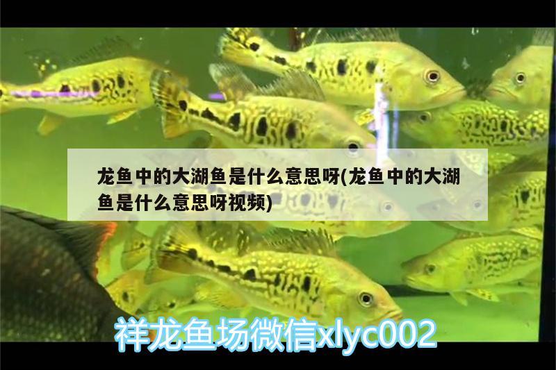 龍魚中的大湖魚是什么意思呀(龍魚中的大湖魚是什么意思呀視頻) 魚糧魚藥