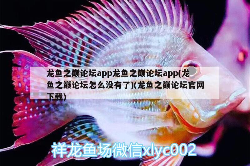 龍魚之巔論壇app龍魚之巔論壇app(龍魚之巔論壇怎么沒有了)(龍魚之巔論壇官網下載) 金三間魚