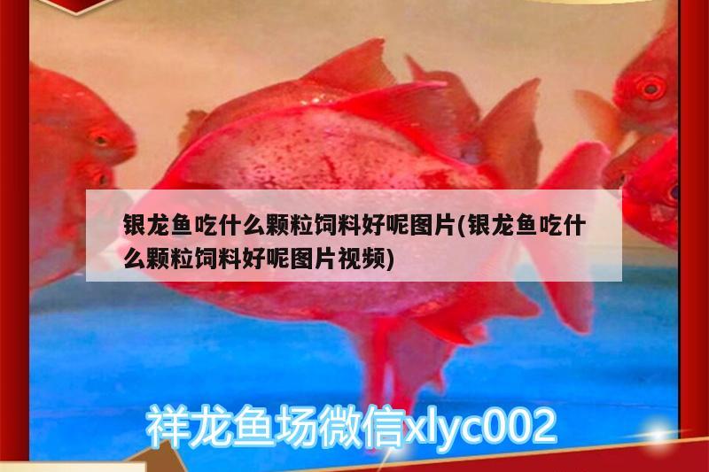 銀龍魚吃什么顆粒飼料好呢圖片(銀龍魚吃什么顆粒飼料好呢圖片視頻) 銀龍魚