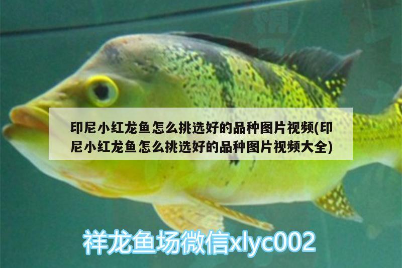 印尼小紅龍魚(yú)怎么挑選好的品種圖片視頻(印尼小紅龍魚(yú)怎么挑選好的品種圖片視頻大全)