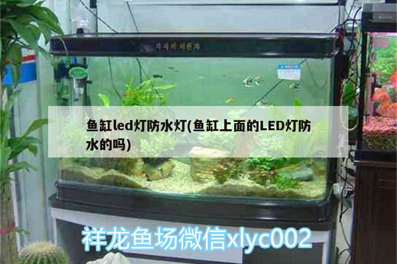 魚缸led燈防水燈(魚缸上面的LED燈防水的嗎) 魚缸水泵