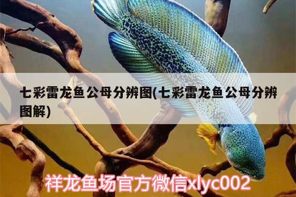 七彩雷龍魚公母分辨圖(七彩雷龍魚公母分辨圖解) 女王大帆魚苗