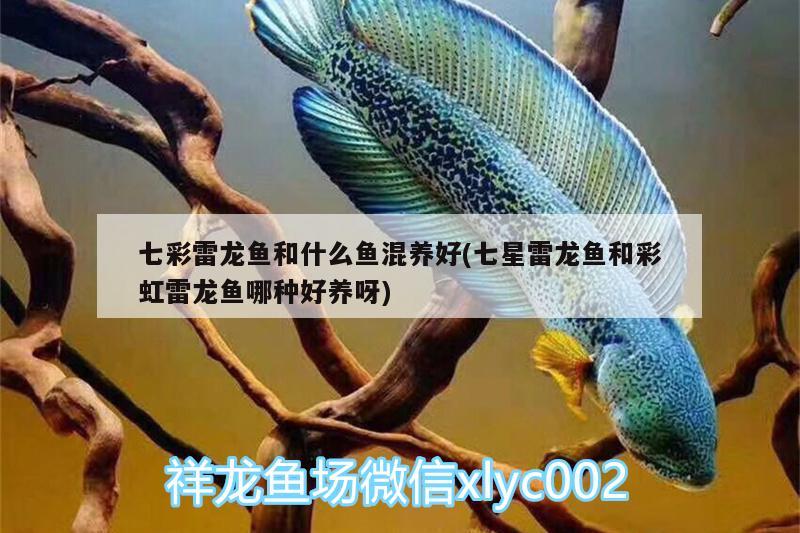 七彩雷龍魚(yú)和什么魚(yú)混養(yǎng)好(七星雷龍魚(yú)和彩虹雷龍魚(yú)哪種好養(yǎng)呀) 二氧化碳設(shè)備