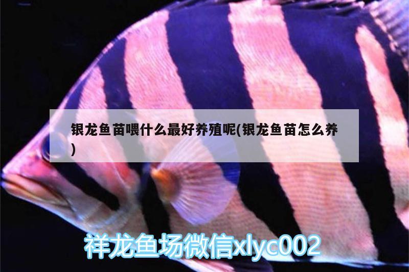 銀龍魚苗喂什么最好養(yǎng)殖呢(銀龍魚苗怎么養(yǎng)) 銀龍魚百科