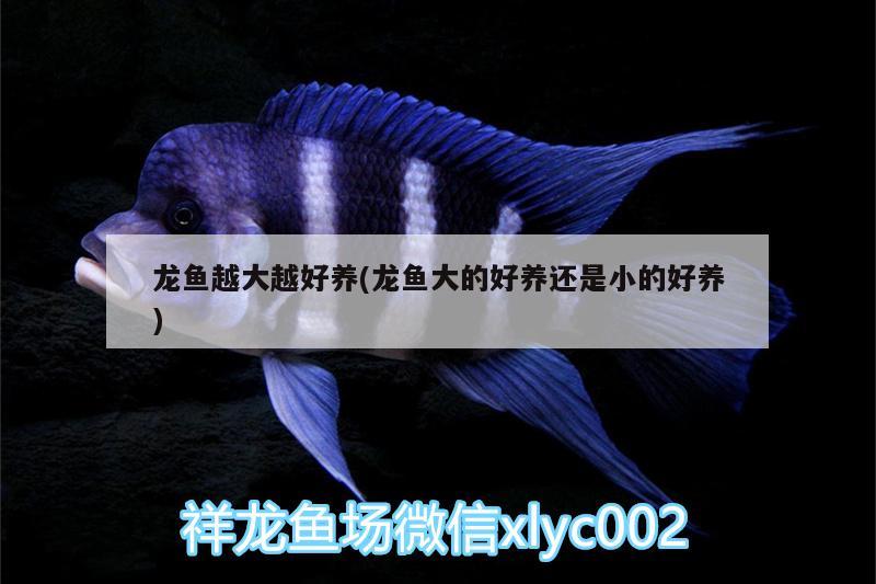 龍魚越大越好養(yǎng)(龍魚大的好養(yǎng)還是小的好養(yǎng))