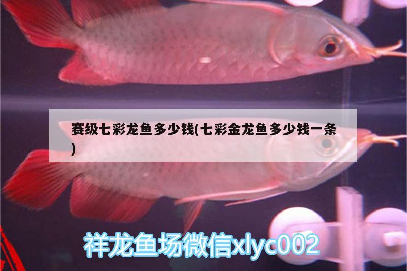 賽級(jí)七彩龍魚多少錢(七彩金龍魚多少錢一條)