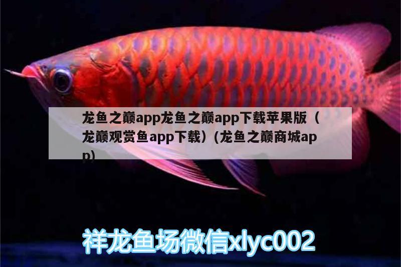 龍魚之巔app龍魚之巔app下載蘋果版（龍巔觀賞魚app下載）(龍魚之巔商城app)