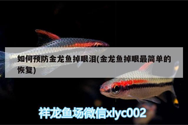 如何預(yù)防金龍魚掉眼淚(金龍魚掉眼最簡單的恢復(fù))