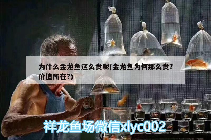 為什么金龍魚這么貴呢(金龍魚為何那么貴?價值所在?) 白寫錦鯉魚