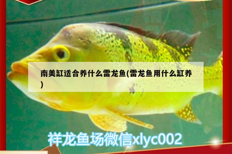 南美缸適合養(yǎng)什么雷龍魚(雷龍魚用什么缸養(yǎng)) 申古三間魚