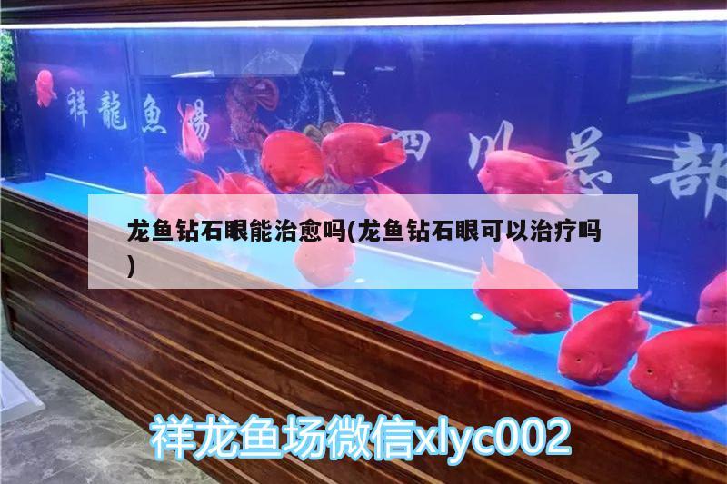 龍魚鉆石眼能治愈嗎(龍魚鉆石眼可以治療嗎)