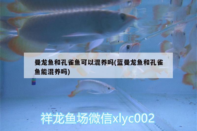 曼龍魚和孔雀魚可以混養(yǎng)嗎(藍(lán)曼龍魚和孔雀魚能混養(yǎng)嗎) 二氧化碳設(shè)備