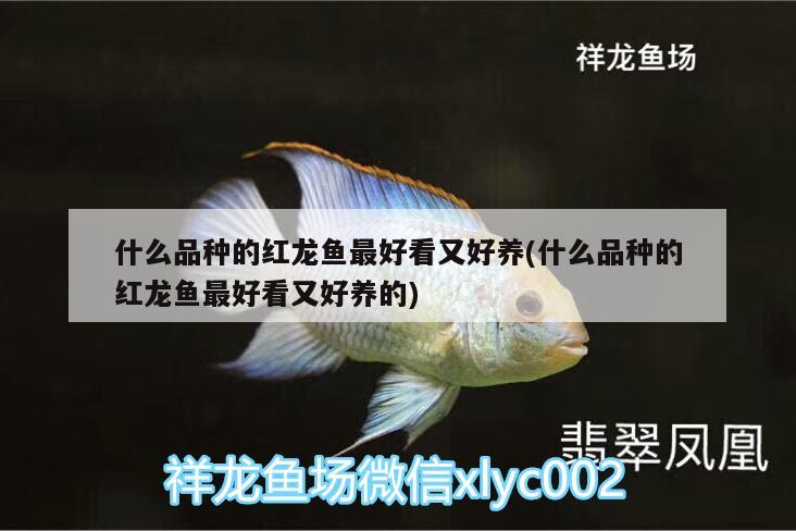 什么品種的紅龍魚(yú)最好看又好養(yǎng)(什么品種的紅龍魚(yú)最好看又好養(yǎng)的)