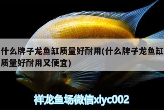 什么牌子龍魚缸質量好耐用(什么牌子龍魚缸質量好耐用又便宜)