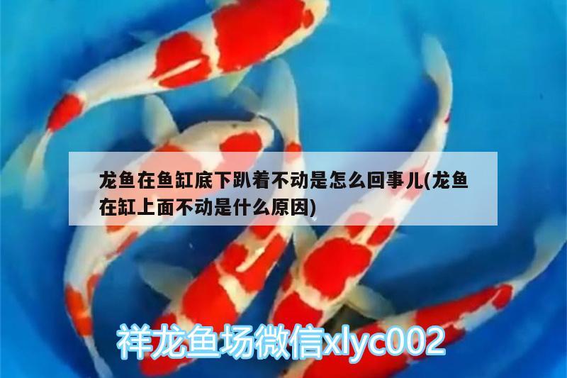 龍魚在魚缸底下趴著不動是怎么回事兒(龍魚在缸上面不動是什么原因) 黑云魚