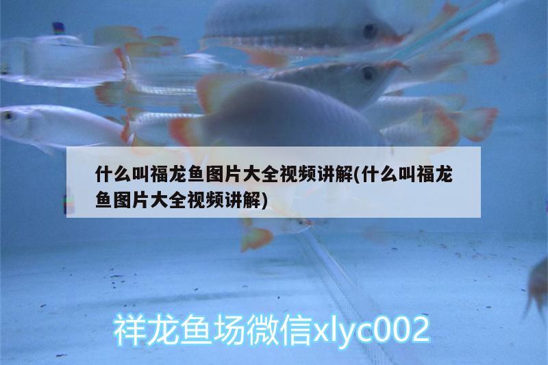 什么叫福龍魚圖片大全視頻講解(什么叫福龍魚圖片大全視頻講解) 大嘴鯨魚