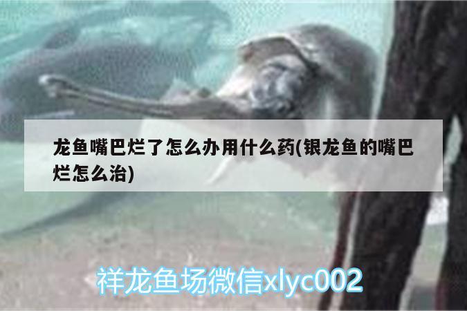 龍魚嘴巴爛了怎么辦用什么藥(銀龍魚的嘴巴爛怎么治) 銀龍魚