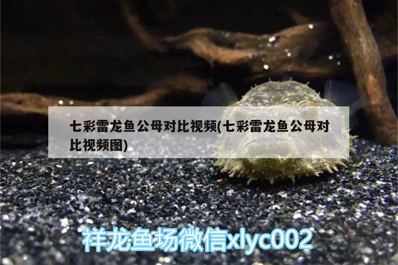 七彩雷龍魚公母對(duì)比視頻(七彩雷龍魚公母對(duì)比視頻圖) 斯維尼關(guān)刀魚