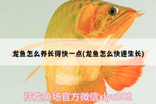 龍魚怎么養(yǎng)長得快一點(龍魚怎么快速生長)