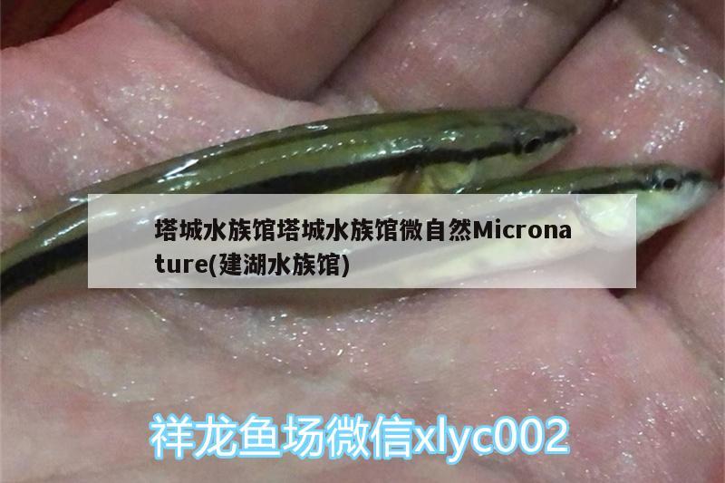 塔城水族館塔城水族館微自然Micronature(建湖水族館) 鸚鵡魚