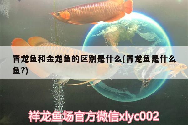 青龍魚和金龍魚的區(qū)別是什么(青龍魚是什么魚?) 青龍魚