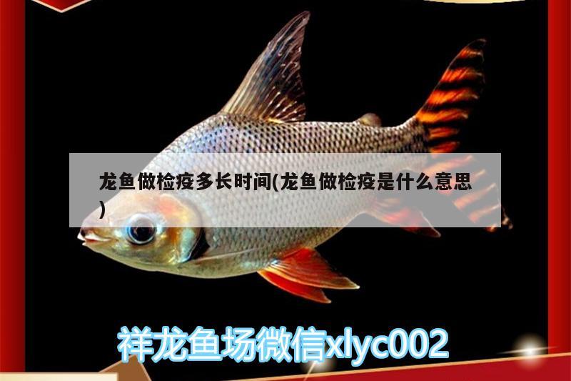 龍魚做檢疫多長時間(龍魚做檢疫是什么意思) 福滿鉆魚