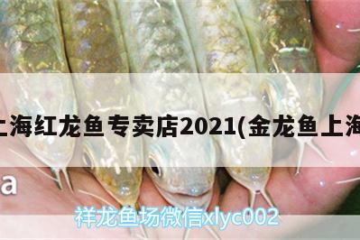 上海紅龍魚專賣店2021(金龍魚上海) 杰西卡恐龍魚