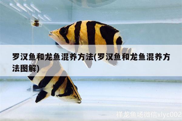 羅漢魚和龍魚混養(yǎng)方法(羅漢魚和龍魚混養(yǎng)方法圖解) 羅漢魚