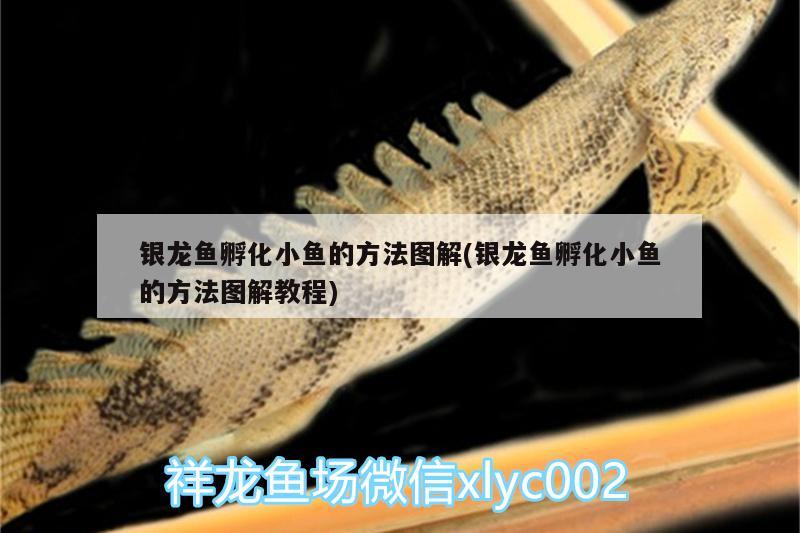 銀龍魚(yú)孵化小魚(yú)的方法圖解(銀龍魚(yú)孵化小魚(yú)的方法圖解教程) 銀龍魚(yú)