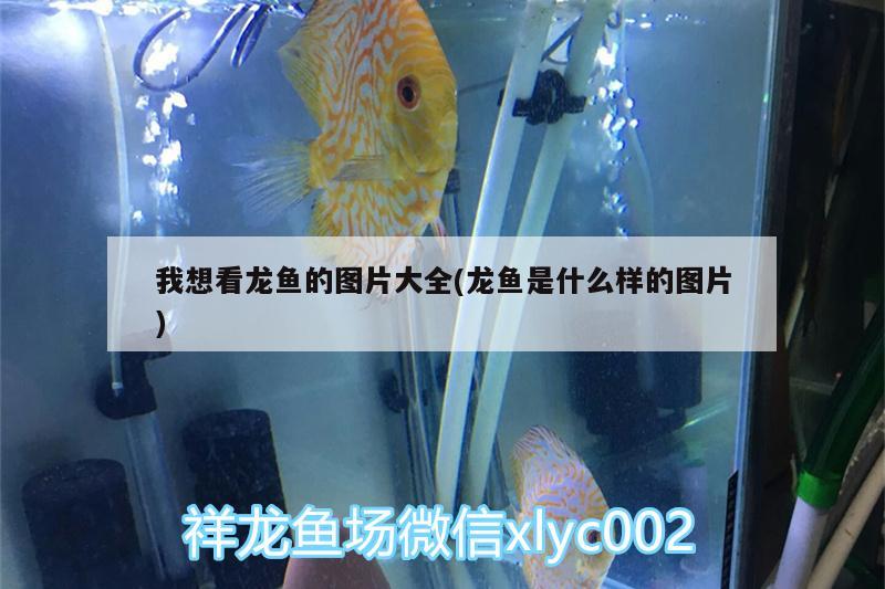 我想看龍魚的圖片大全(龍魚是什么樣的圖片)