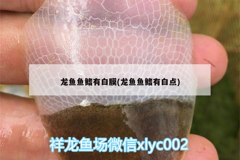 龍魚魚鰭有白膜(龍魚魚鰭有白點(diǎn))