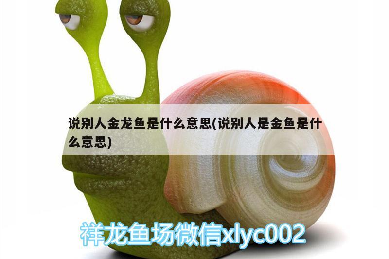 說別人金龍魚是什么意思(說別人是金魚是什么意思) 過背金龍魚