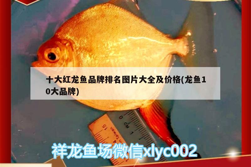 十大紅龍魚品牌排名圖片大全及價(jià)格(龍魚10大品牌)