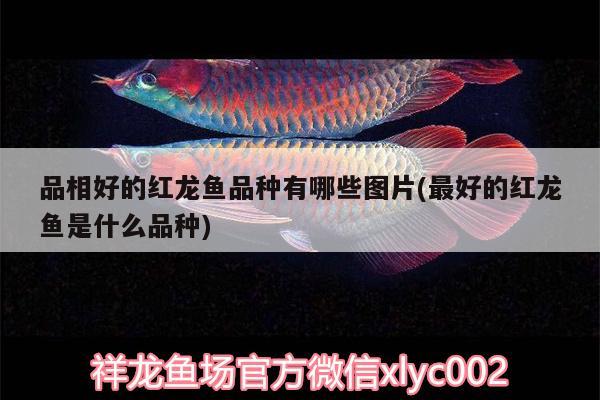 品相好的紅龍魚(yú)品種有哪些圖片(最好的紅龍魚(yú)是什么品種)