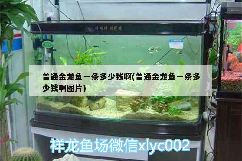 普通金龍魚(yú)一條多少錢(qián)啊(普通金龍魚(yú)一條多少錢(qián)啊圖片) 廣州水族器材濾材批發(fā)市場(chǎng)