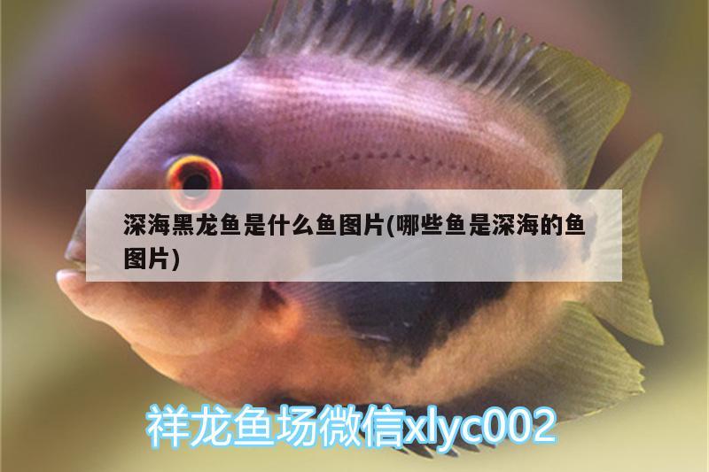 深海黑龍魚是什么魚圖片(哪些魚是深海的魚圖片)