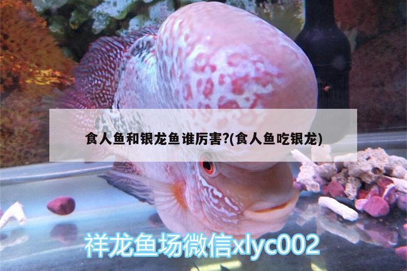 食人魚(yú)和銀龍魚(yú)誰(shuí)厲害?(食人魚(yú)吃銀龍) 食人魚(yú)（水虎）