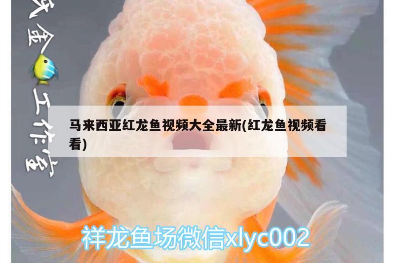 馬來西亞紅龍魚視頻大全最新(紅龍魚視頻看看) 印尼虎苗