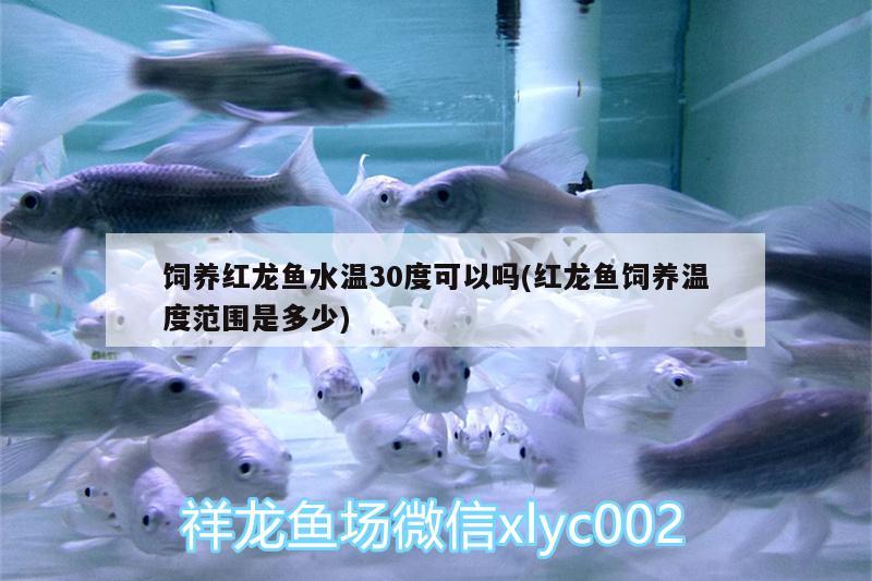 飼養(yǎng)紅龍魚(yú)水溫30度可以嗎(紅龍魚(yú)飼養(yǎng)溫度范圍是多少) 龍魚(yú)芯片掃碼器