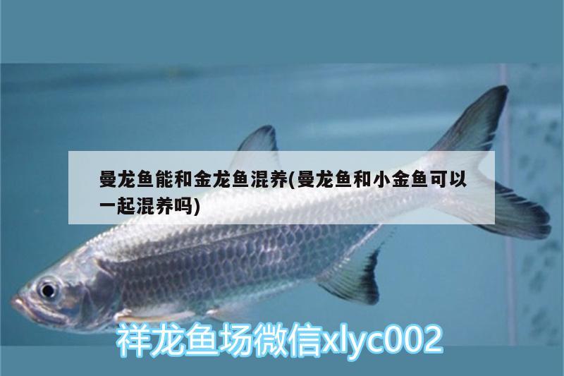 曼龍魚(yú)能和金龍魚(yú)混養(yǎng)(曼龍魚(yú)和小金魚(yú)可以一起混養(yǎng)嗎) 廣州水族器材濾材批發(fā)市場(chǎng)