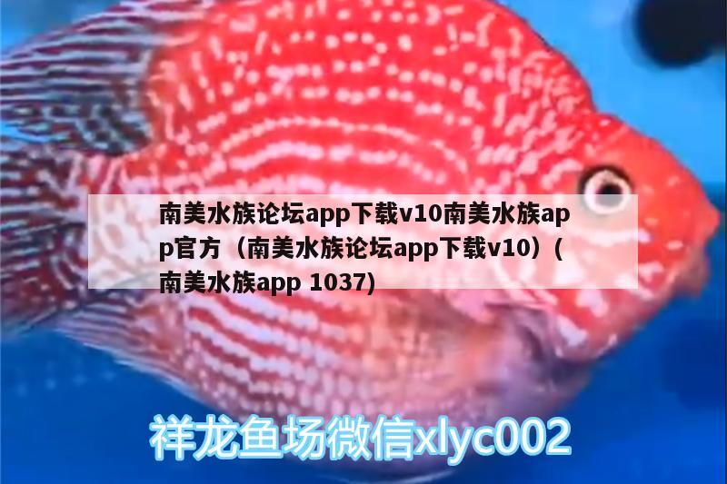 南美水族論壇app下載v10南美水族app官方（南美水族論壇app下載v10）(南美水族app1037) 野彩魚(yú)