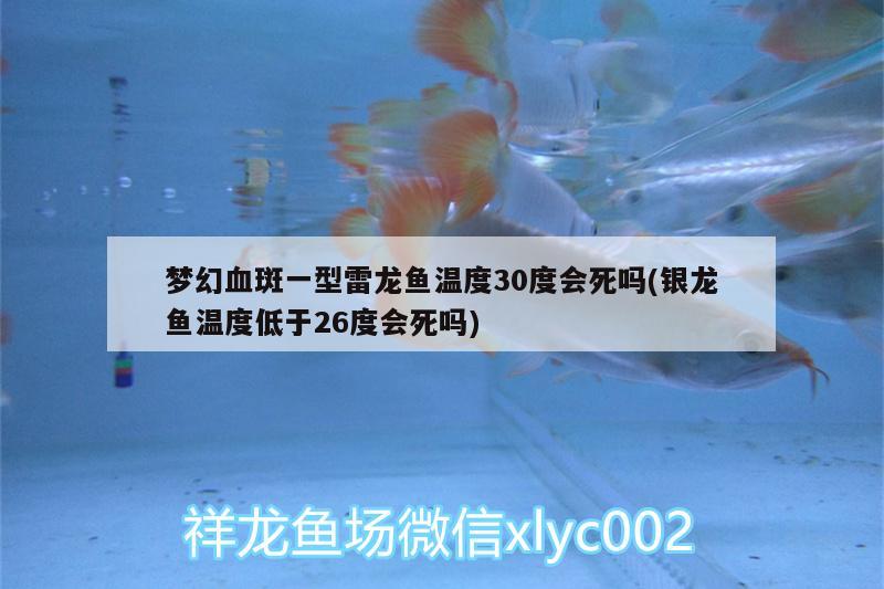 夢(mèng)幻血斑一型雷龍魚溫度30度會(huì)死嗎(銀龍魚溫度低于26度會(huì)死嗎) 銀龍魚百科 第2張